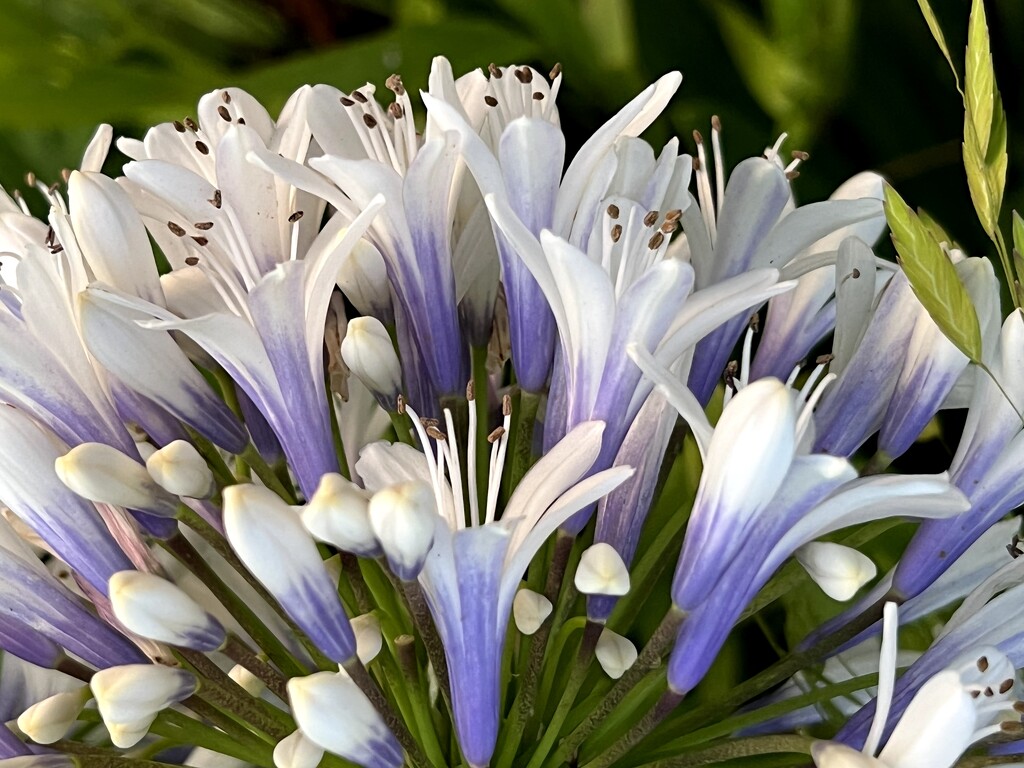 Agapanthus by congaree