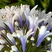 Agapanthus by congaree