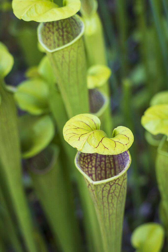 North American Pitcher Plant by kvphoto