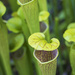 North American Pitcher Plant by kvphoto