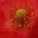30 Days Wild - Poppy by flowerfairyann
