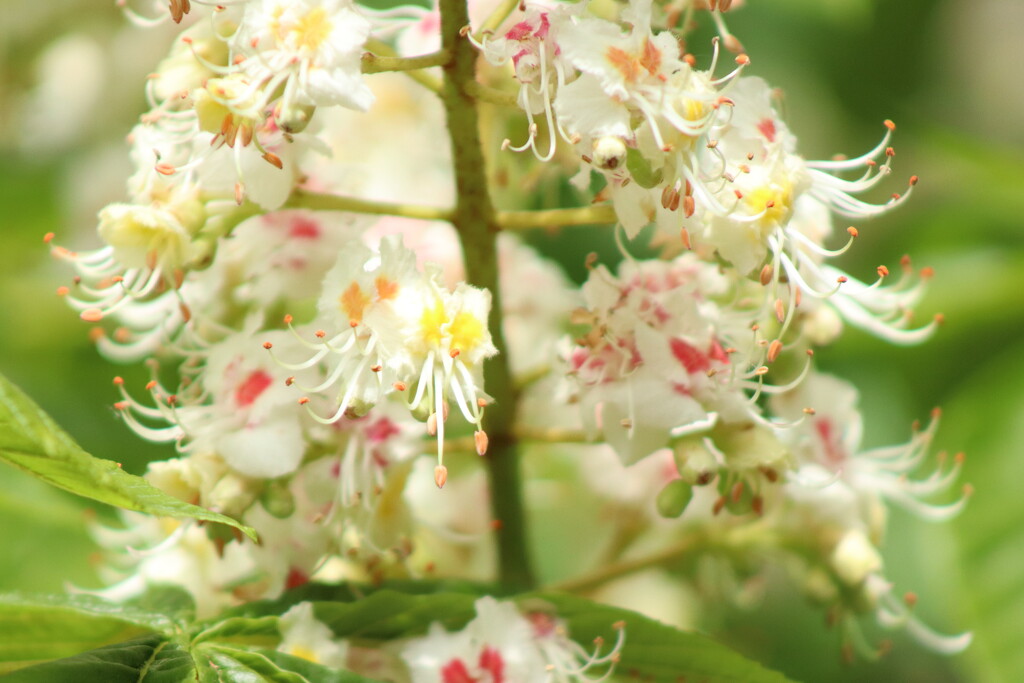 Flowering chestnut. by nyngamynga