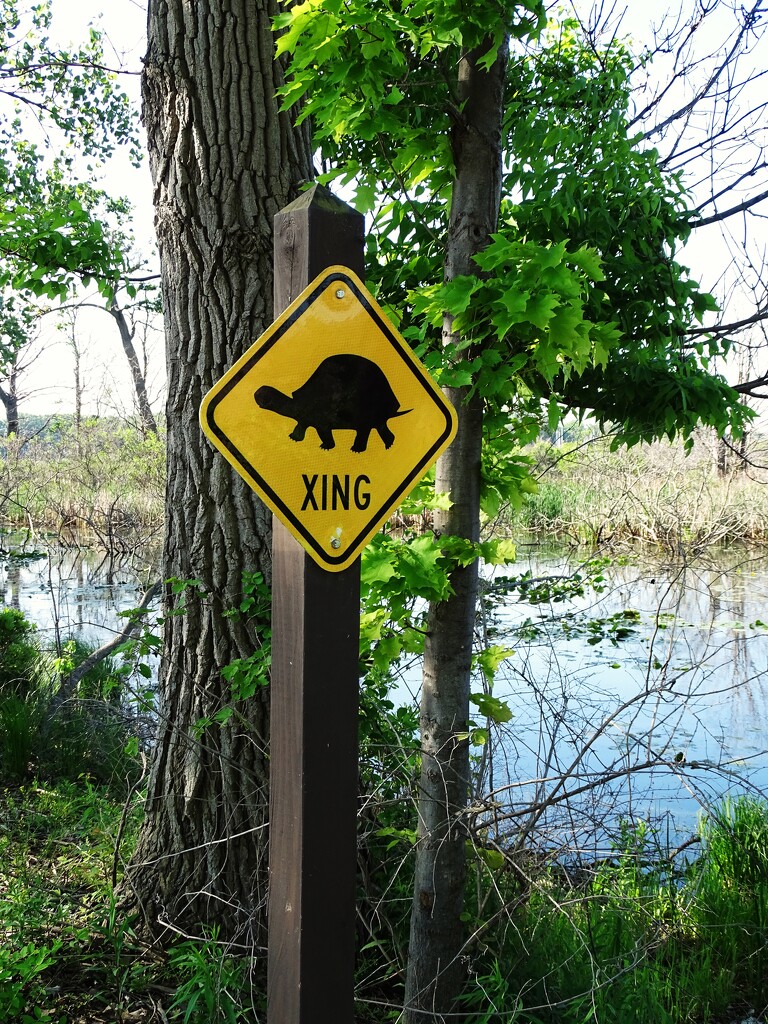 Turtle Crossing by brillomick