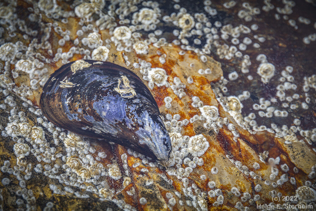 Mussel and barnacles (I think) by helstor365