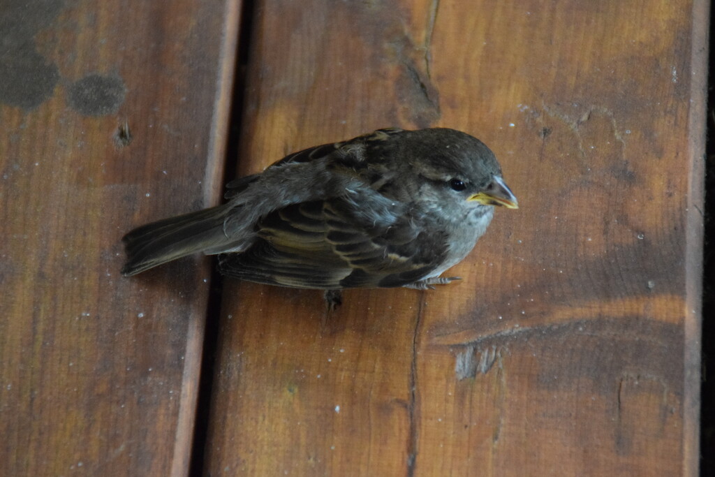 Poor birdie flew against a window.. by bruni