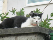 1st Jun 2022 - A dear little neighbourhood cat.
