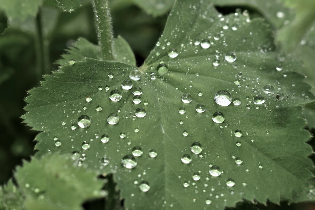 Rain drops on a Ladies Mantle leaf by anitaw