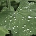 Rain drops on a Ladies Mantle leaf by anitaw
