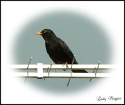 1st Jun 2022 - Sing to me a Happy Song Mr. Blackbird.