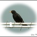 Sing to me a Happy Song Mr. Blackbird. by ladymagpie