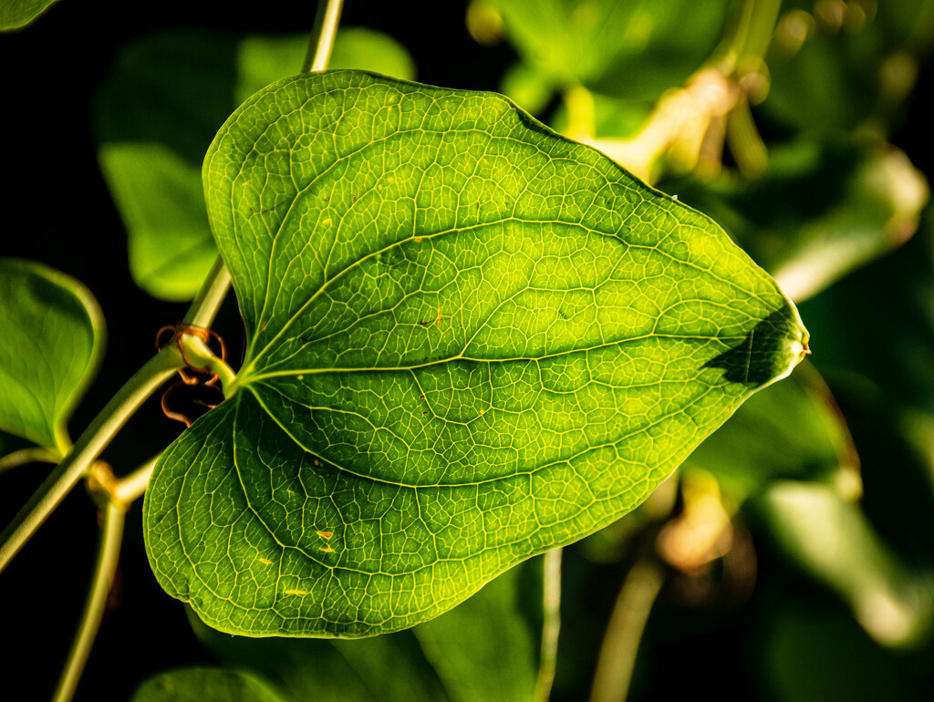 Sunlit leaf by jeffjones