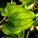 Sunlit leaf by jeffjones