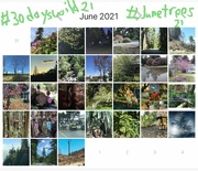 3rd Jun 2022 - 30 days wild/June Trees