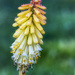 Red Hot Poker by k9photo
