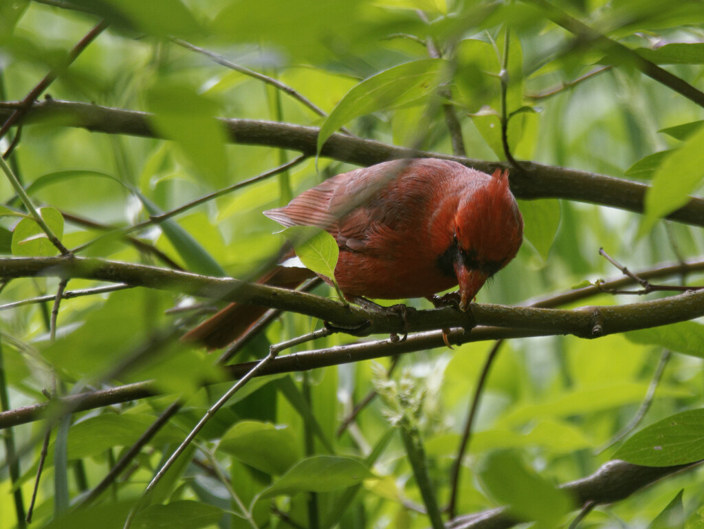 northern cardinal_DxO by rminer