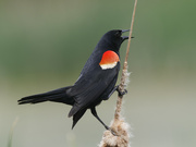 1st Jun 2022 - red-winged blackbird