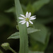 water chickweed by rminer