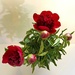 Peonies from a friend by shutterbug49
