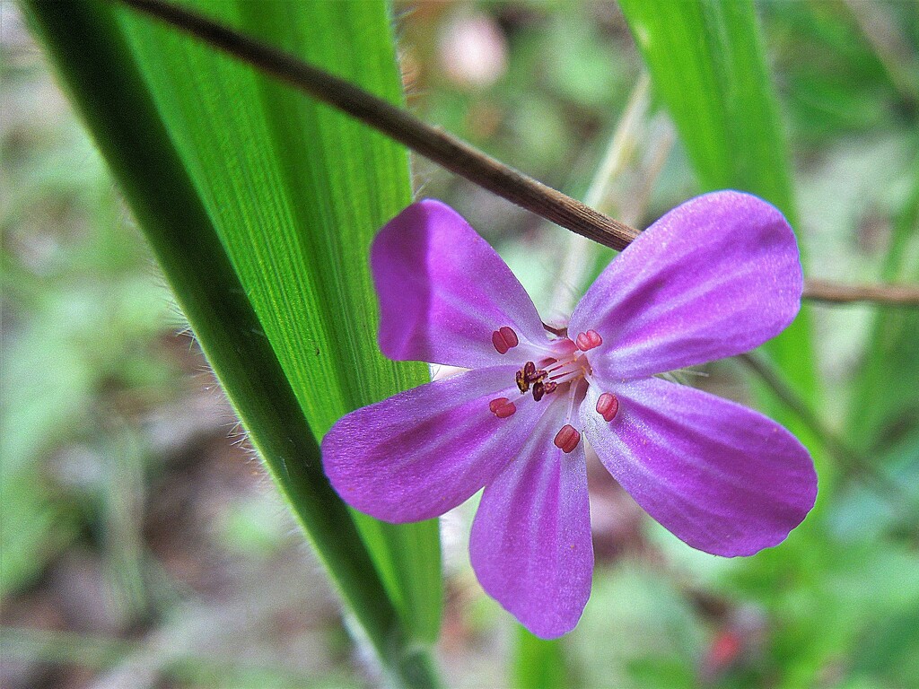 May in the woods : Herb Robert geranium by etienne