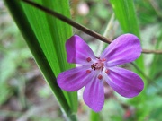 1st Jun 2022 - May in the woods : Herb Robert geranium