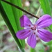 May in the woods : Herb Robert geranium by etienne