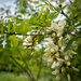 Robinia flowering by haskar