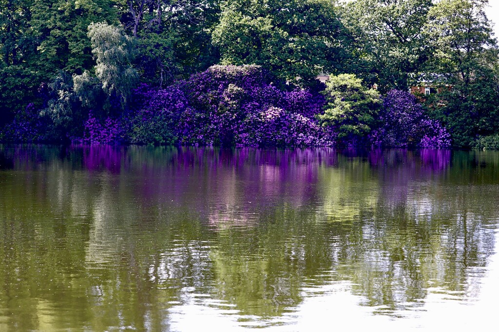 Reflecting Purple by carole_sandford