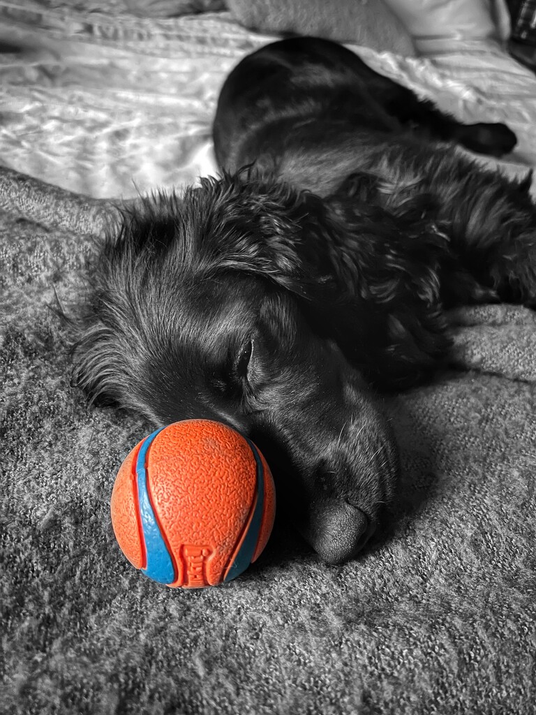 She loves her ball by gaillambert