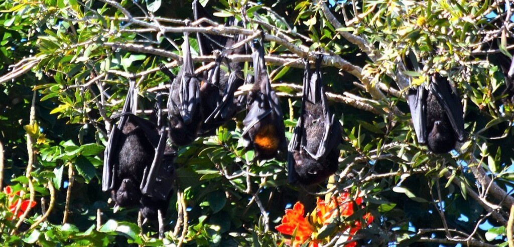 Bats in the African Tulip Tree ~  by happysnaps