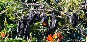 2nd Jun 2022 - Bats in the African Tulip Tree ~ 