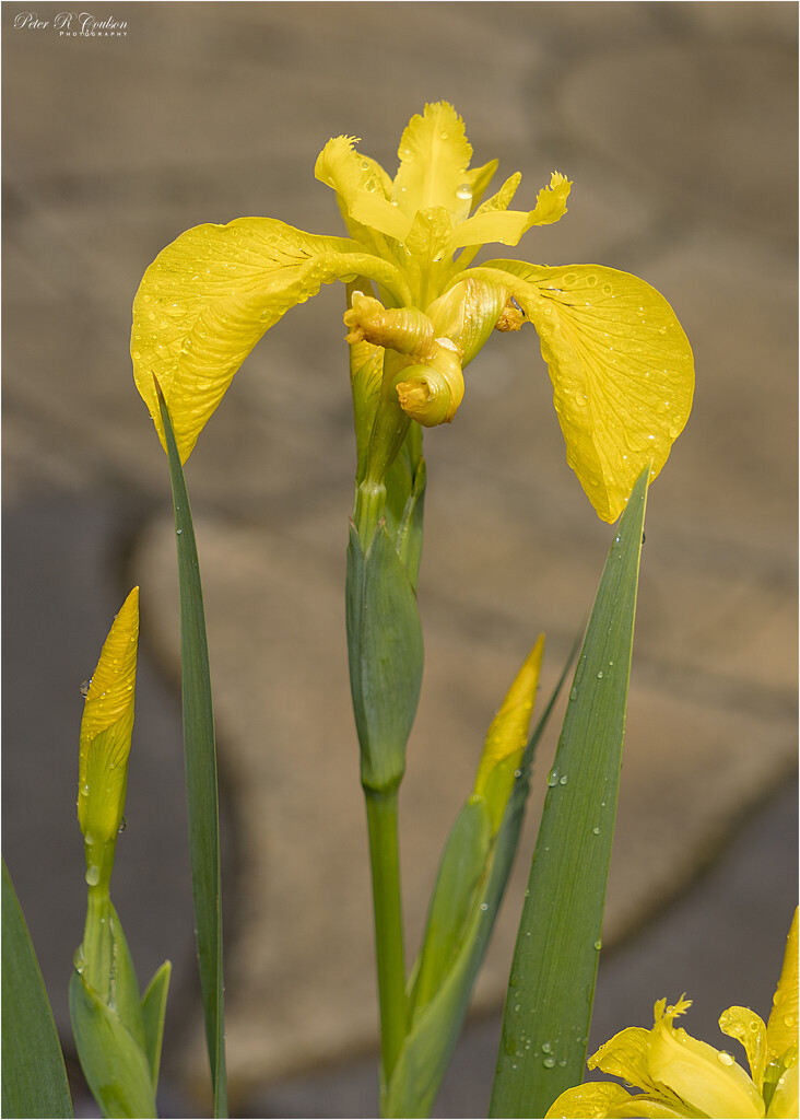 Yellow Iris by pcoulson