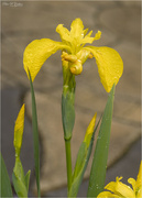 1st Jun 2022 - Yellow Iris