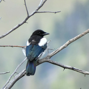 31st May 2022 - Magpie