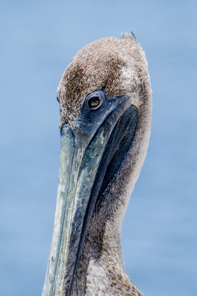 Pelican posing by danette