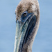 Pelican posing by danette