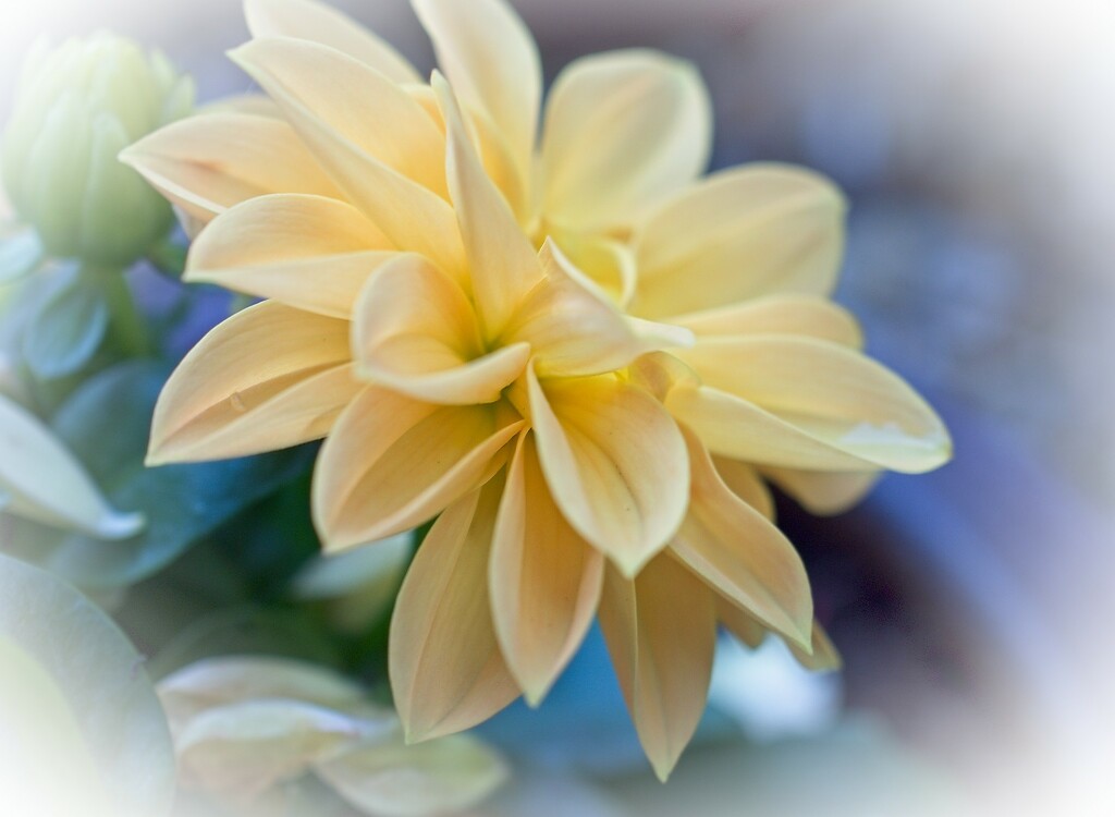 Dahlia with sift focus filter and vignette by delboy207