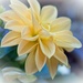Dahlia with sift focus filter and vignette by delboy207