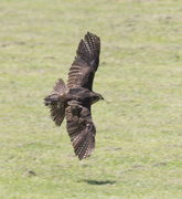 25th Apr 2022 - NZ Falcon swooping low chasing a lure