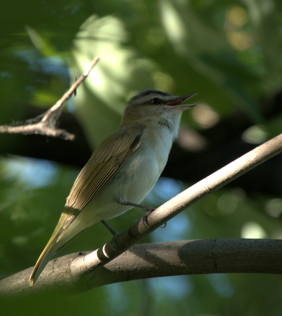 Red-eyed Vireo  by radiogirl