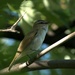 Red-eyed Vireo  by radiogirl