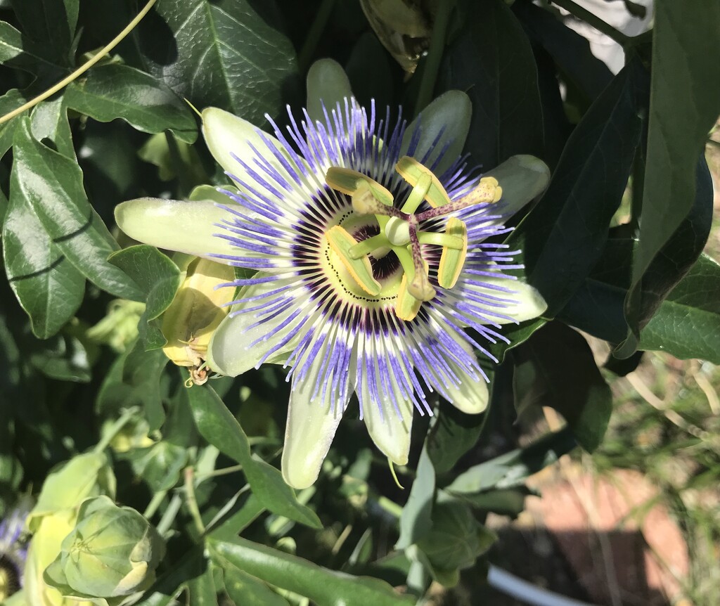 Passion Flower by allie912