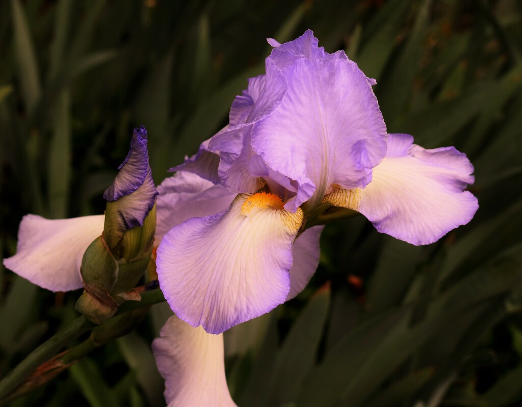 Friend's iris by sandlily