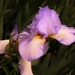 Friend's iris by sandlily