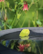 28th May 2022 - May 28: Leaf and Columbine Flower Reflection