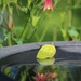 May 28: Leaf and Columbine Flower Reflection by daisymiller