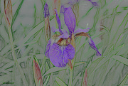 1st Jun 2022 - Iris bloom colored pencil