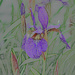 Iris bloom colored pencil by larrysphotos