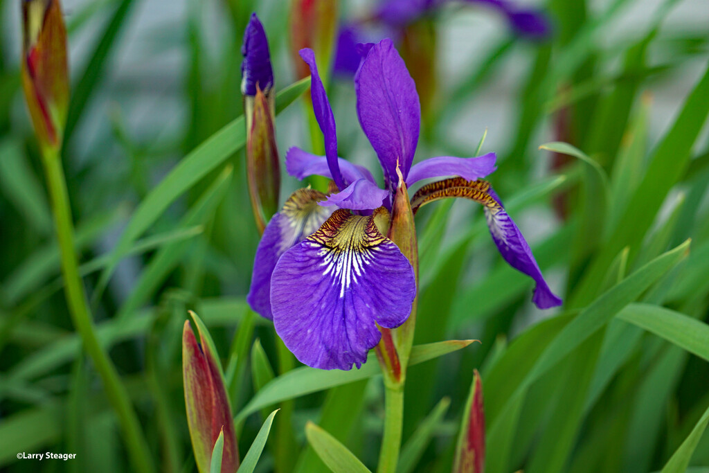Iris bloom by larrysphotos