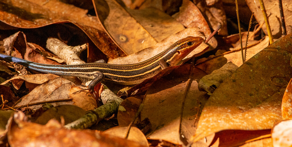 Skink in the Leaves! by rickster549