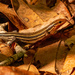 Skink in the Leaves! by rickster549